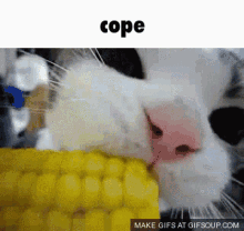 Cope Cat GIF - Cope Cat Corn GIFs