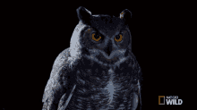 Did You Call Me Great Horned Owl On The Hunt GIF - Did You Call Me Great Horned Owl On The Hunt Did You Call My Name GIFs