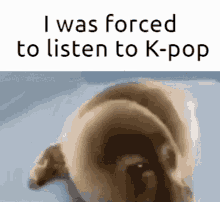 Kpop I Was Forced To GIF - Kpop I Was Forced To Crying Seal GIFs