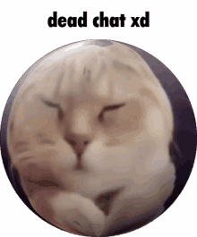 dead chat xd discord dead chat xd cat