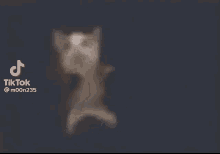 scrimblo files dancing cat funny cat cats are awesome