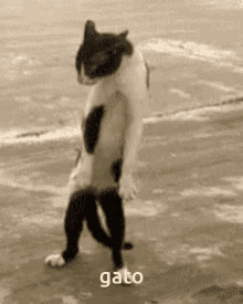 Gato Dançando GIF - Gato Dançando GIFs