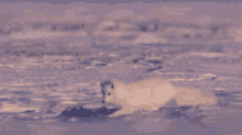 Arctic Fox Jump GIF - Arctic Fox Jump Fail GIFs
