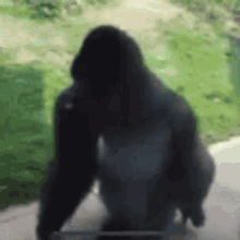 Gorilla Spin Gorilla GIF - Gorilla Spin Gorilla GIFs