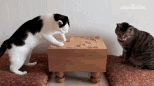 Playing The Pet Collective GIF - Playing The Pet Collective Play Go GIFs