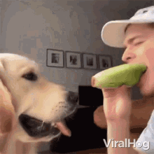 thieving dog viralhog vegan dog vegetarian dog hungry dog