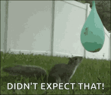 squirrel balloon prank shocked surprised