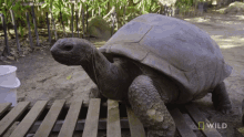 Climbing Up National Geographic GIF - Climbing Up National Geographic Weighing A Giant Tortoise GIFs