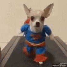 dog superman rehab