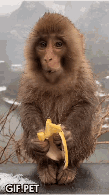 Eating Monkey GIF.