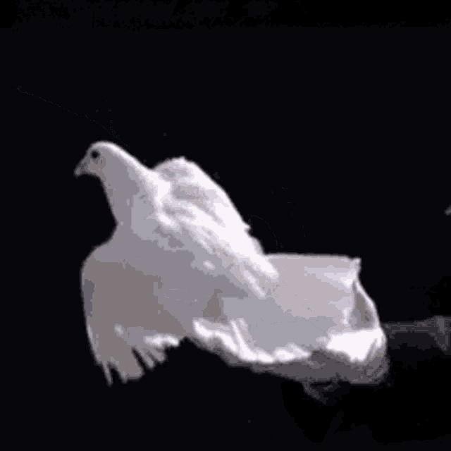 Bird GIF Bird Discover & Share GIFs
