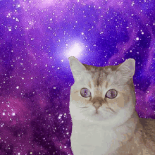 Space Cat Gifs Tenor