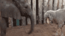 Elephants Sheep GIF - Elephants Sheep Petting GIFs