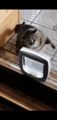 Cat Angry GIF - Cat Angry Problem GIFs