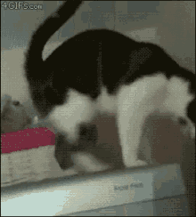 Refrigerator Negotiation GIF - Cat Refrigerator Negotiation Smart Cat GIFs