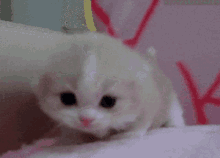 Cute Cat Meow GIF - Cute Cat Meow Baby Cat GIFs
