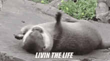 Livin The Life GIF - Living The Life Living My Best Life Living GIFs