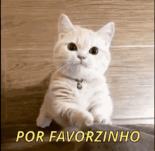 Por Favorzinho, Favor GIF - Please Cat GIFs