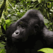 eating close gorilla encounter explorer gorilla enjoying meal