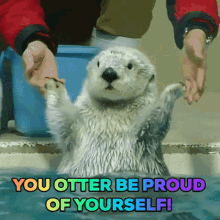 Otter Be Proud GIF - Otter Be Proud GIFs
