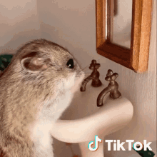 Wash Your Hands Hamster GIF - Wash Your Hands Hamster Clean GIFs