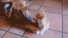 The Pets Are Going A Little Stir Crazy The Pet Collective GIF - The Pets Are Going A Little Stir Crazy The Pet Collective Play Fight GIFs
