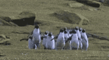 butterfly penguins