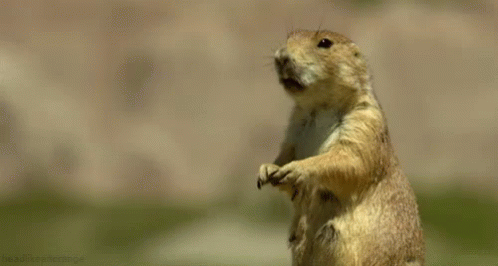 Marmotte GIF - Marmotte - Discover & Share GIFs