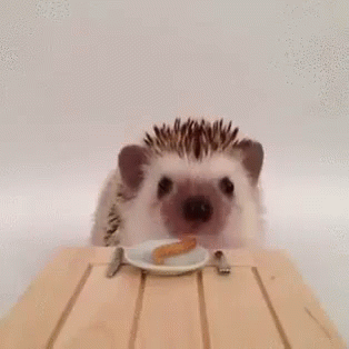 ハリネズミ 可愛い ネズミ Gif Hedgehog Hari Nezumi Discover Share Gifs