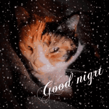 good night cat animal cute snow