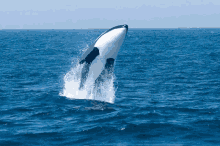 Whale Dive GIF - Whale Dive Killer Wave GIFs