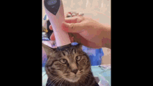 Cat Massage GIF - Cat Massage Feeling Good GIFs