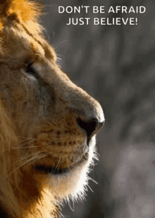 Dont Be Afraid Just Believe GIF - Dont Be Afraid Just Believe Lion GIFs