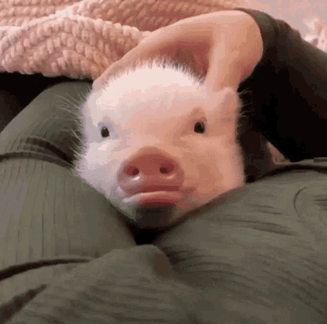 Piggy Cute GIF - Piggy Cute Pig GIFs