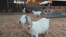 Goat Kevin Wolford GIF - Goat Kevin Wolford Weed Em And Reap GIFs