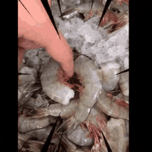 shrimp seafood