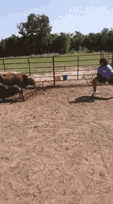 fail bullfight scary fall down angry cow