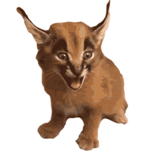 caracal cat meow cat hungry the pet collective
