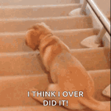 Funny Dog Smart Dog GIF - Funny Dog Smart Dog Dog Climbing Stairs GIFs