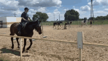 horse horses horseriding konie ko%C5%84