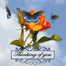 Thinking Of You Love You GIF - Thinking Of You Love You Orange Rose GIFs
