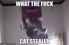 cat stealer cat stealer funny