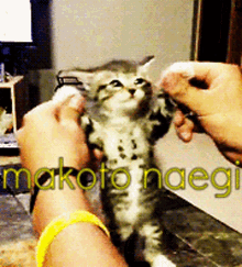 makoto naegi makoto naegi danganronpa kitten