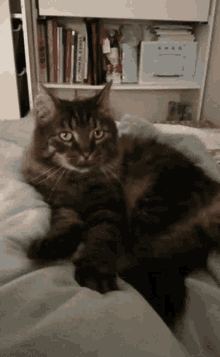 Cat Cat Winking GIF - Cat Cat Winking Wink Cat GIFs