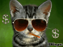 Chat Chicha GIF - Chat Chicha Cat GIFs