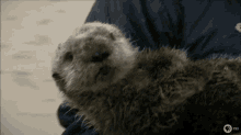 Baby Otter Otter GIF - Baby Otter Otter Otter Cry GIFs