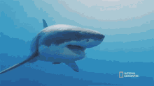 Looking For Food Most Wanted Sharks GIF - Looking For Food Most Wanted Sharks Investigating GIFs