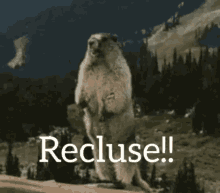 Yell Gopher GIF - Yell Gopher Recluse GIFs