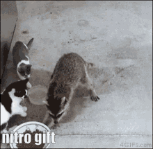 ethan steal raccoon gift