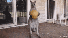 Kangaroo Play Time GIF - Kangaroo Play Time Mofo GIFs